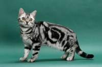 Picture of American Shorthair, Silver classic tabby colour, standing