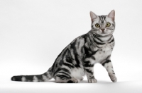 Picture of American Shorthair, Silver Classic Tabby, one leg up