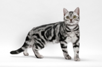 Picture of American Shorthair, Silver Classic Tabby, standing