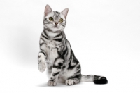 Picture of American Shorthair, Silver Classic Tabby, one leg up