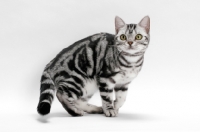 Picture of American Shorthair, Silver Classic Tabby, looking away