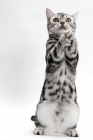 Picture of American Shorthair, Silver Classic Tabby, standing on hind legs