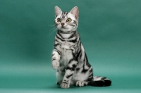 Picture of American Shorthair, Silver classic tabby colour
