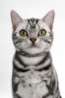 Picture of American Shorthair, Silver Classic Tabby, portrait