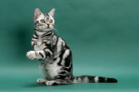 Picture of American Shorthair, Silver Classic Tabby, on hind legs