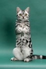 Picture of American Shorthair, Silver Classic Tabby, front view on hind legs