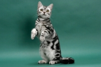 Picture of American Shorthair, Silver Classic Tabby