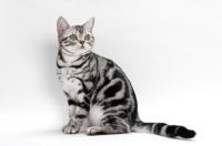 Picture of American Shorthair, sitting on white background