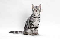 Picture of American Shorthair, sitting on white background