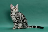 Picture of American Shorthair, sitting on green background