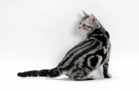 Picture of American Shorthair, sitting on white background