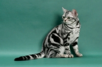 Picture of American Shorthair, sitting on green background