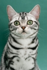 Picture of American Shorthair, staring at camera, on green background