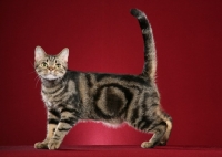 Picture of American Shorthair
