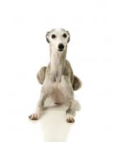 Picture of American Show Bred Whippet on white background