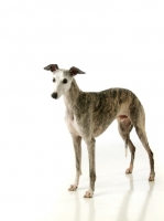 Picture of American Show Bred Whippet