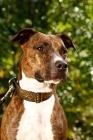 Picture of American staffie