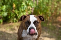 Picture of American Staffordshire dog licking his tongue with green background.