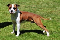 Picture of American Staffordshire Terrier