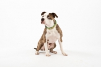Picture of American Staffordshire Terrier sitting on white background