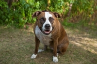 Picture of American Staffordshire Terrier sitting on grass