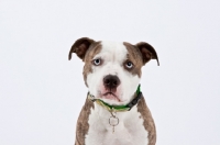 Picture of American Staffordshire Terrier looking at camera