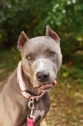 Picture of American Staffordshire Terrier portrait