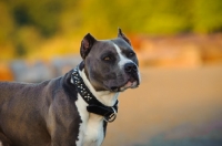 Picture of American Staffordshire Terrier with cropped ears