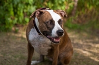 Picture of American Staffordshire Terrier panting
