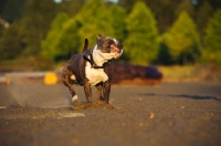 Picture of American Staffordshire Terrier running and shaking out