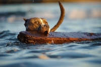 Picture of American Staffordshire Terrier retrieving wood from water