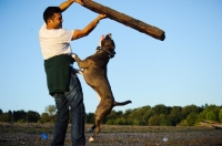 Picture of American Staffordshire Terrier trying to grab log