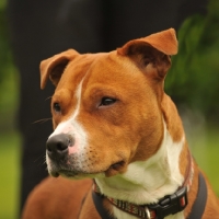 Picture of American Staffordshire Terrier