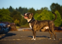 Picture of American Staffordshire Terrier side view