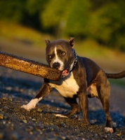 Picture of American Staffordshire Terrier picking up beam