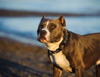 Picture of American Staffordshire Terrier