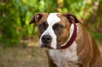 Picture of American Staffordshire Terrier concentrating