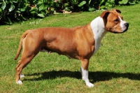 Picture of American Staffordshire Terrier bitch