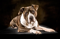 Picture of American Staffordshire Terrier in studio