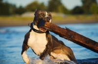 Picture of American Staffordshire Terrier picking up log