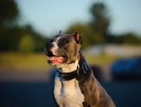 Picture of American Staffordshire Terrier