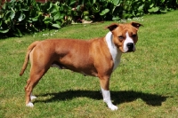 Picture of American Staffordshire Terrier on grass