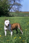 Picture of american staffordshire terrier, sligo's lady ann of am shire in usa