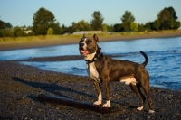 Picture of American Staffordshire Terrier on shore
