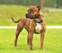 Picture of American Staffordshire Terrier standing on grass