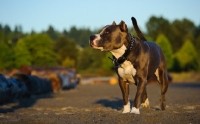 Picture of American Staffordshire Terrier