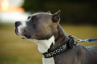 Picture of American Staffordshire Terrier with cropped ears