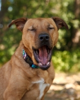 Picture of American Staffordshire Terrier mix yawning