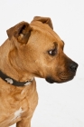 Picture of American Staffordshire Terrier in studio