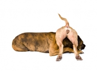 Picture of American Staffordshire Terrier playing